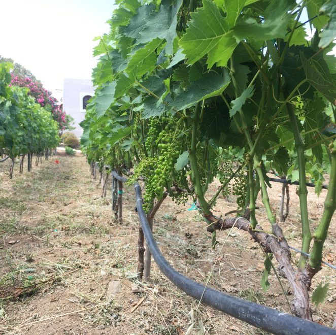 SAINT-ANNA-WINERY-NAXOS